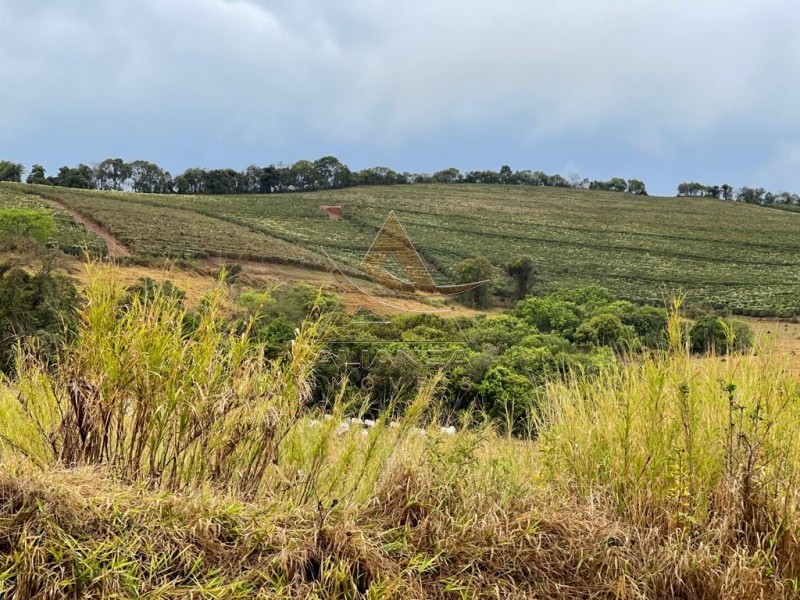 Aliança Imóveis - Imobiliária em Ribeirão Preto - SP - Fazenda  - Zona Rural - São Lourenço 