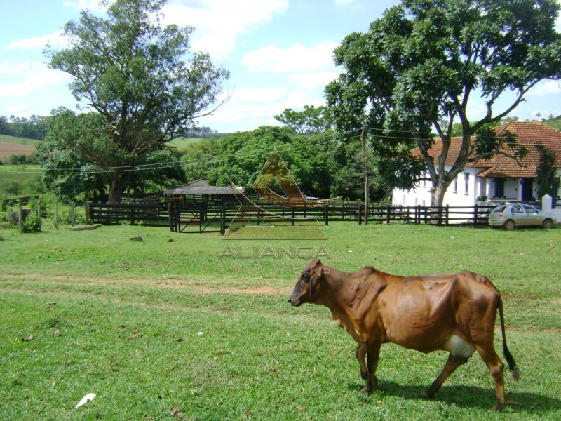 Aliança Imóveis - Imobiliária em Ribeirão Preto - SP - Fazenda  - Zona Rural - Passos