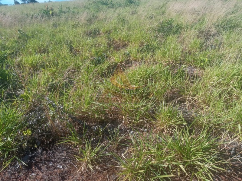 Aliança Imóveis - Imobiliária em Ribeirão Preto - SP - Fazenda  - Zona Rural - Ponte Alta do Bom Jesus