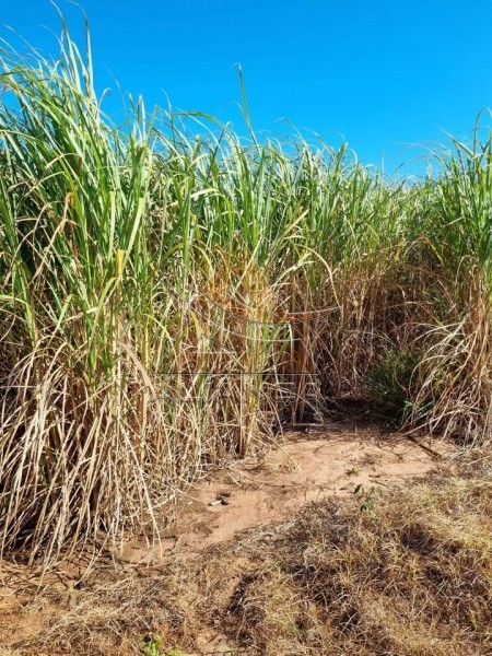 Aliança Imóveis - Imobiliária em Ribeirão Preto - SP - Fazenda  - Zona Rural - Tambaú