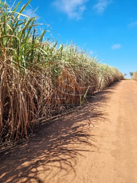 Aliança Imóveis - Imobiliária em Ribeirão Preto - SP - Fazenda  - Zona Rural - Tambaú