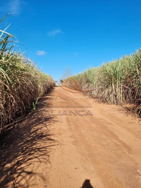 Aliança Imóveis - Imobiliária em Ribeirão Preto - SP - Fazenda  - Zona Rural - Tambaú