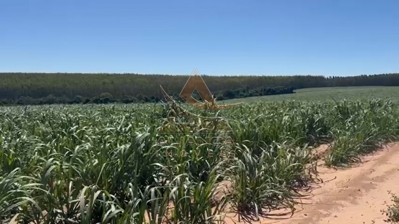 Aliança Imóveis - Imobiliária em Ribeirão Preto - SP - Fazenda  - Zona Rural - Tambaú