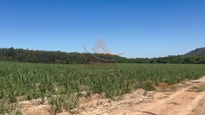 Aliança Imóveis - Imobiliária em Ribeirão Preto - SP - Fazenda  - Zona Rural - Tambaú