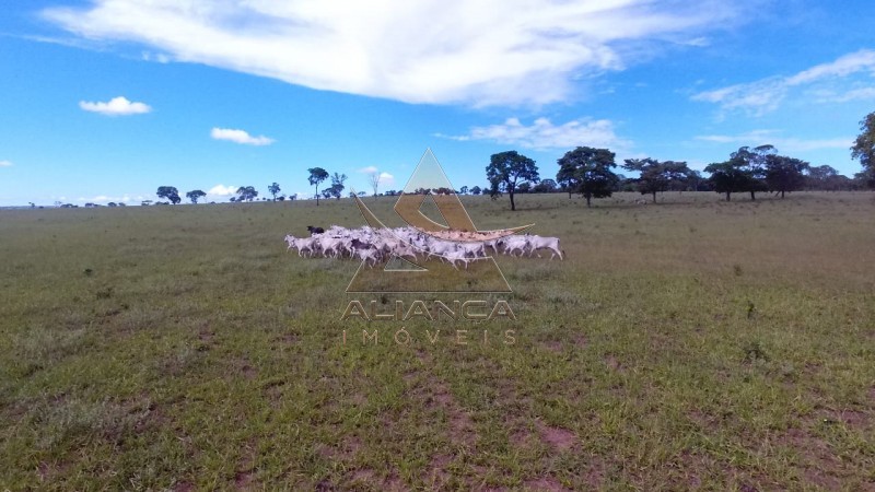 Aliança Imóveis - Imobiliária em Ribeirão Preto - SP - Fazenda  - Zona Rural - Campo Grande 