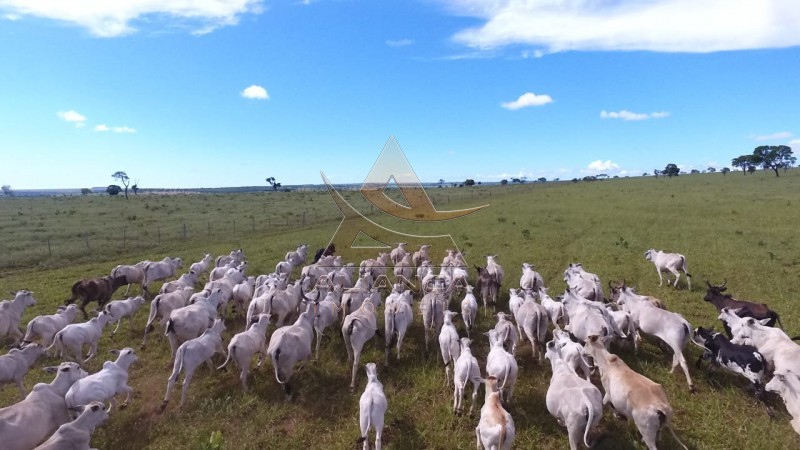 Aliança Imóveis - Imobiliária em Ribeirão Preto - SP - Fazenda  - Zona Rural - Campo Grande 