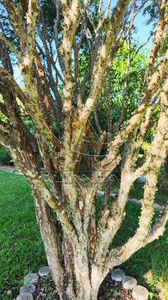 Aliança Imóveis - Imobiliária em Ribeirão Preto - SP - Chácara - Ribeirão do Tamanduá - Cravinhos