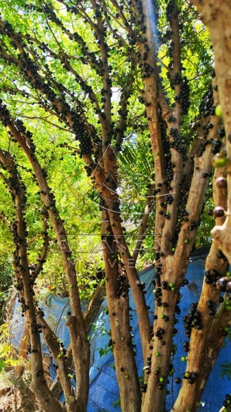 Aliança Imóveis - Imobiliária em Ribeirão Preto - SP - Chácara - Ribeirão do Tamanduá - Cravinhos