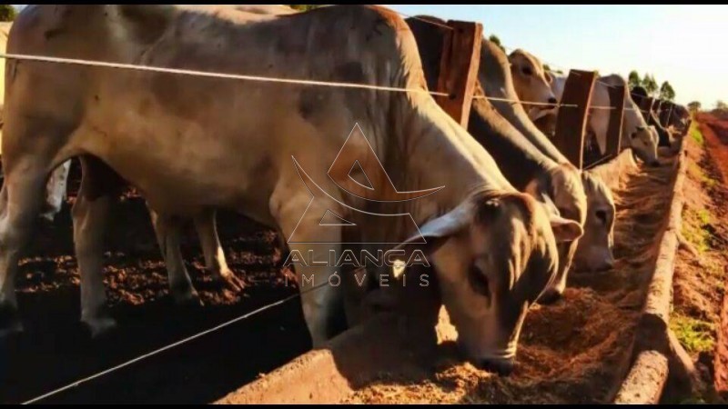 Aliança Imóveis - Imobiliária em Ribeirão Preto - SP - Fazenda  - Fazenda - Santa Vitoria