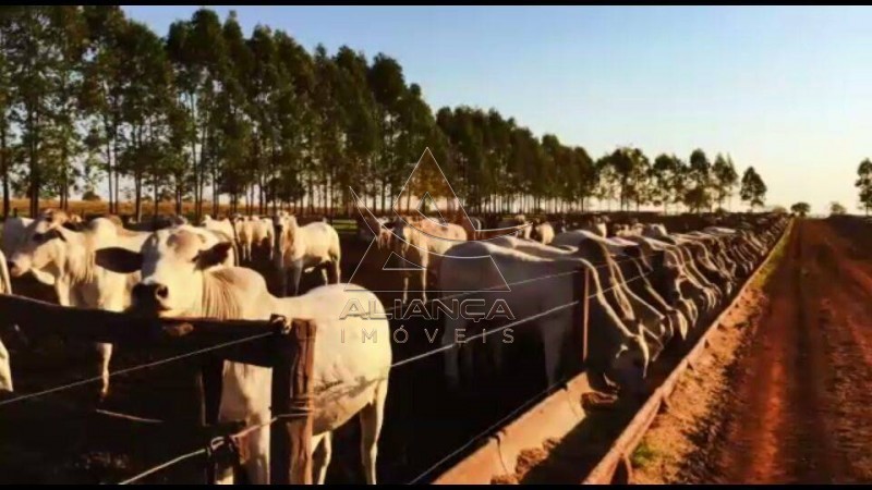 Aliança Imóveis - Imobiliária em Ribeirão Preto - SP - Fazenda  - Fazenda - Santa Vitoria