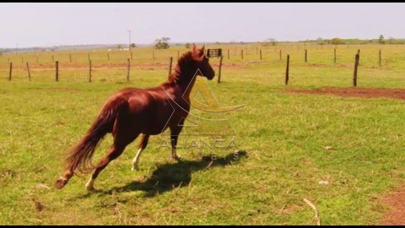 Aliança Imóveis - Imobiliária em Ribeirão Preto - SP - Fazenda  - Fazenda - Santa Vitoria
