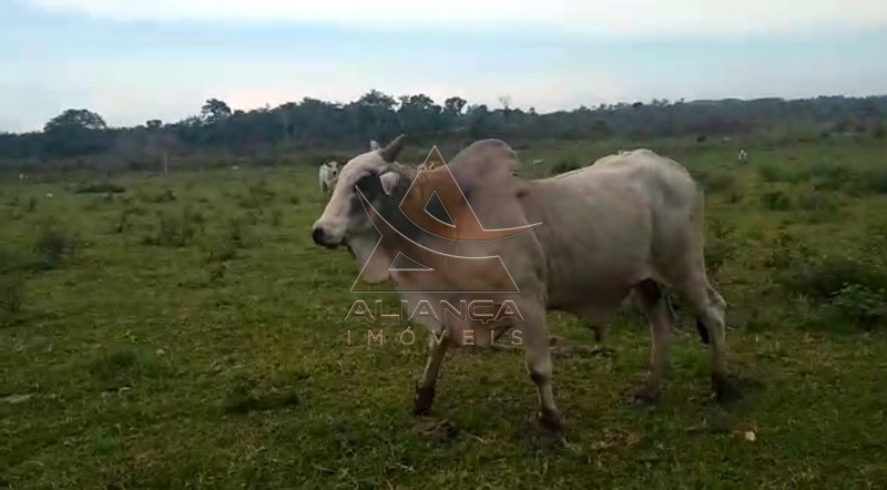 Aliança Imóveis - Imobiliária em Ribeirão Preto - SP - Fazenda  - Vila Paredão Grande - Vila Paredão Grande