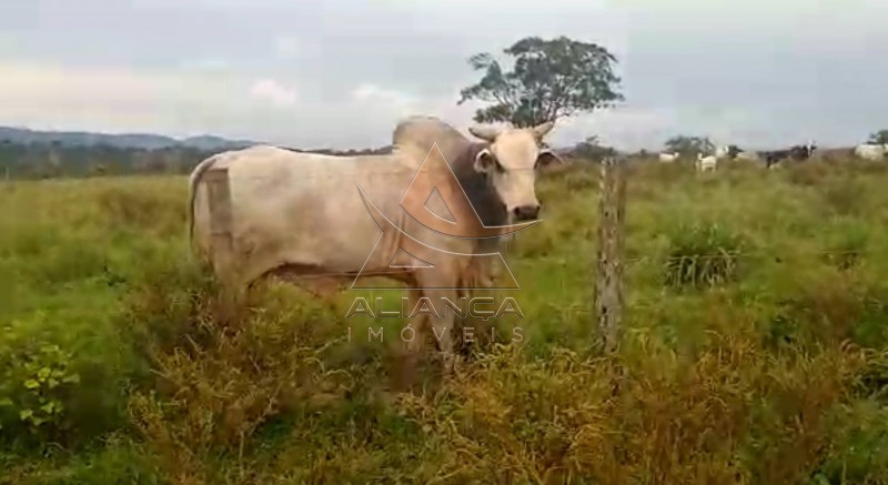 Aliança Imóveis - Imobiliária em Ribeirão Preto - SP - Fazenda  - Vila Paredão Grande - Vila Paredão Grande