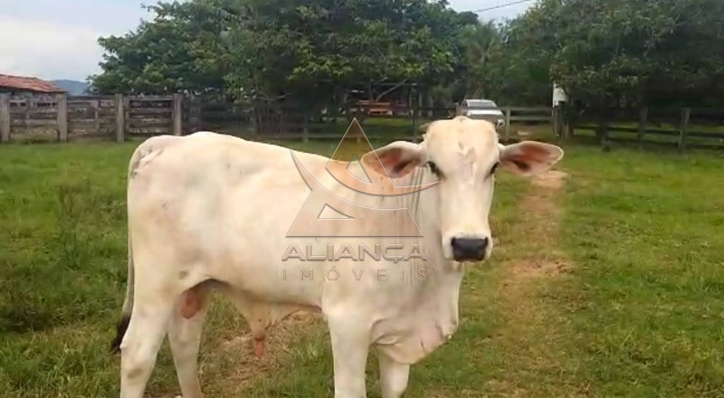 Aliança Imóveis - Imobiliária em Ribeirão Preto - SP - Fazenda  - Vila Paredão Grande - Vila Paredão Grande