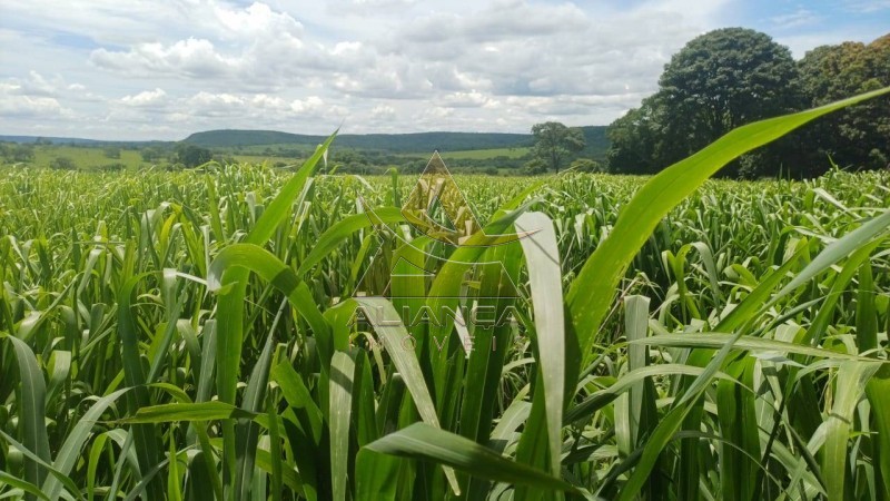 Aliança Imóveis - Imobiliária em Ribeirão Preto - SP - Fazenda  - Fazenda - Comendador Gomes