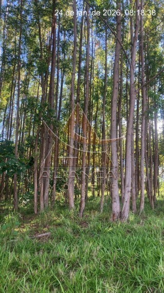 Aliança Imóveis - Imobiliária em Ribeirão Preto - SP - Fazenda  - Fazenda Norte de Minas Gerais - Itacarambi 