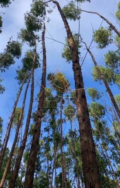 Aliança Imóveis - Imobiliária em Ribeirão Preto - SP - Fazenda  - Fazenda Norte de Minas Gerais - Itacarambi 