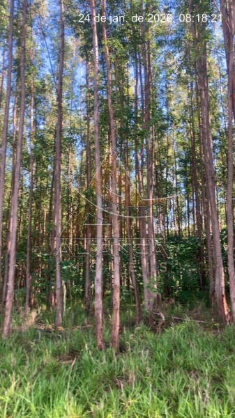 Aliança Imóveis - Imobiliária em Ribeirão Preto - SP - Fazenda  - Fazenda Norte de Minas Gerais - Itacarambi 