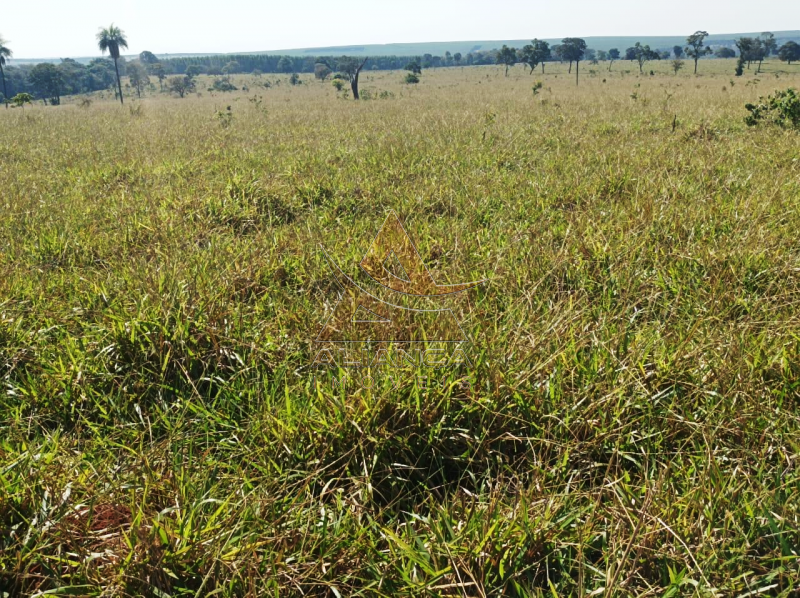 Aliança Imóveis - Imobiliária em Ribeirão Preto - SP - Fazenda  - Zona Rural - Paranaíba