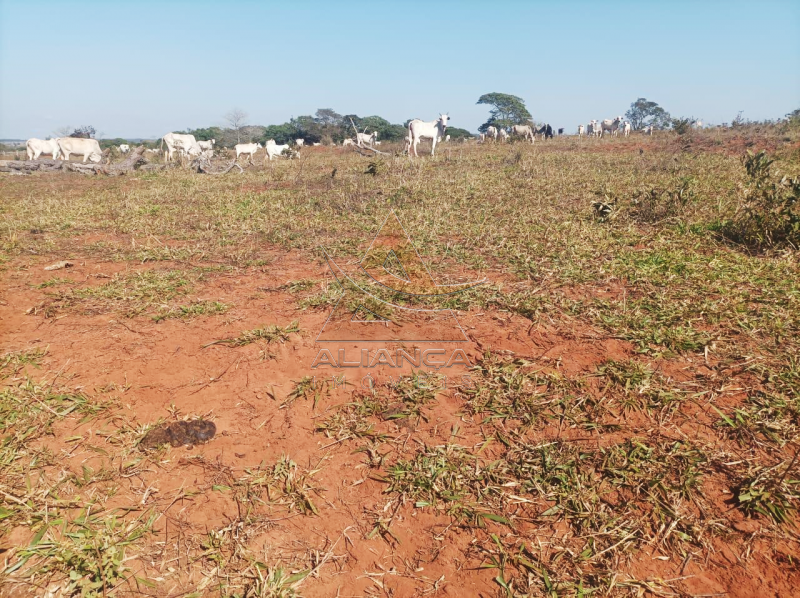 Aliança Imóveis - Imobiliária em Ribeirão Preto - SP - Fazenda  - Zona Rural - Paranaíba