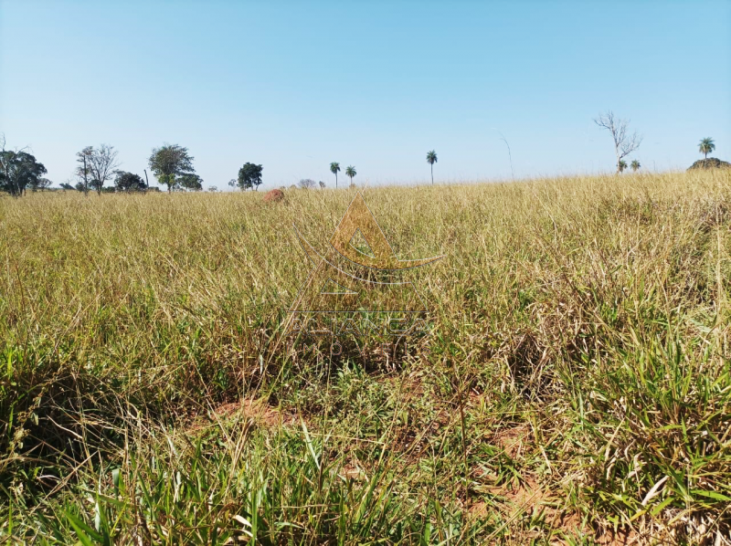 Aliança Imóveis - Imobiliária em Ribeirão Preto - SP - Fazenda  - Zona Rural - Paranaíba