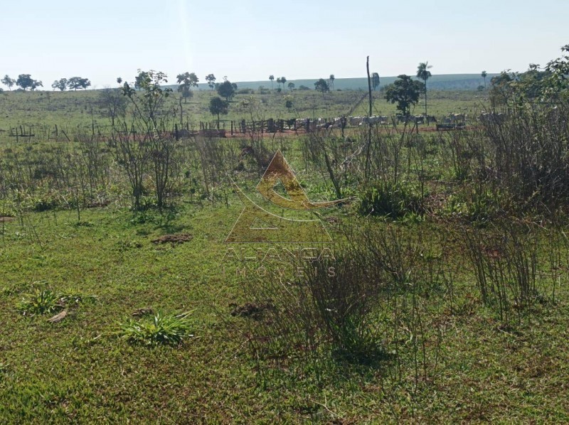 Aliança Imóveis - Imobiliária em Ribeirão Preto - SP - Fazenda  - Zona Rural - Paranaíba