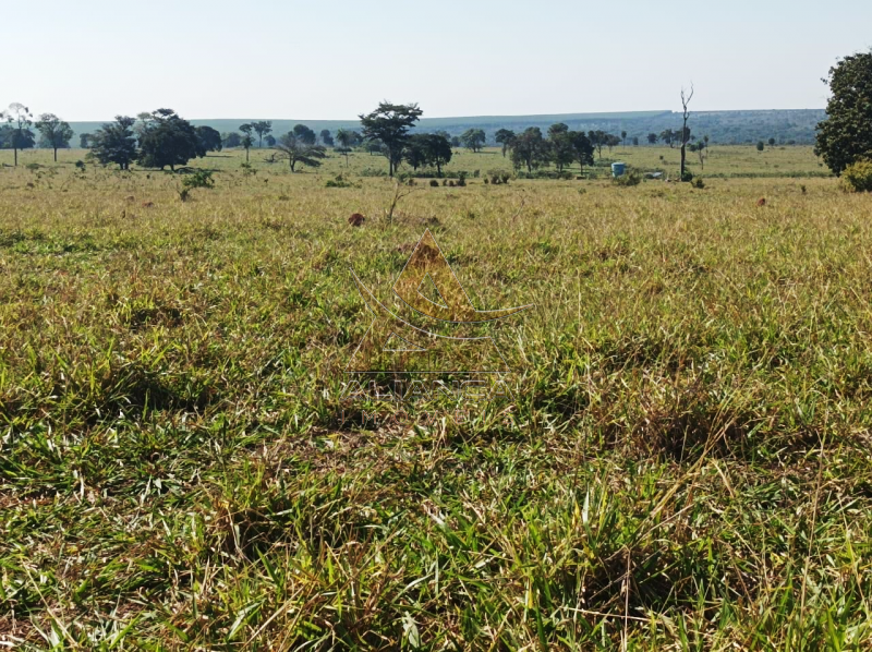 Aliança Imóveis - Imobiliária em Ribeirão Preto - SP - Fazenda  - Zona Rural - Paranaíba