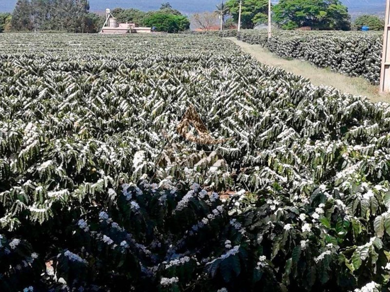 Aliança Imóveis - Imobiliária em Ribeirão Preto - SP - Sítio - Zona Rural - Altinópolis 