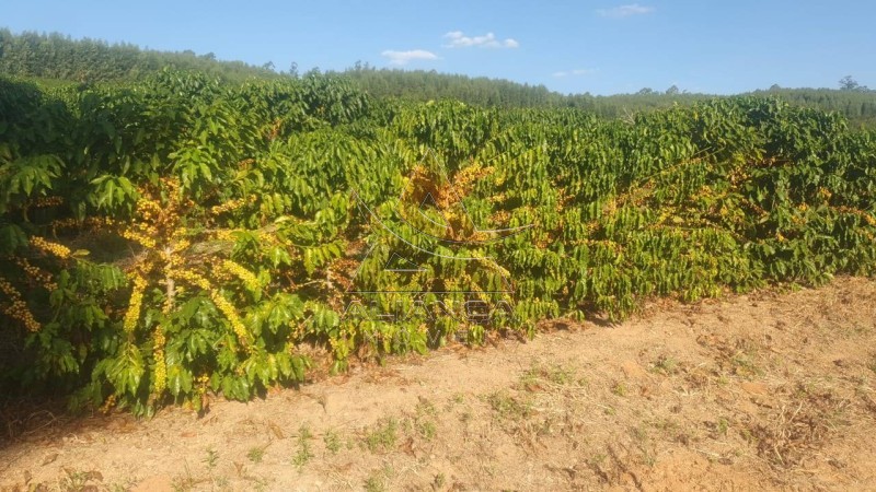 Aliança Imóveis - Imobiliária em Ribeirão Preto - SP - Fazenda  - Zona Rural - Amparo
