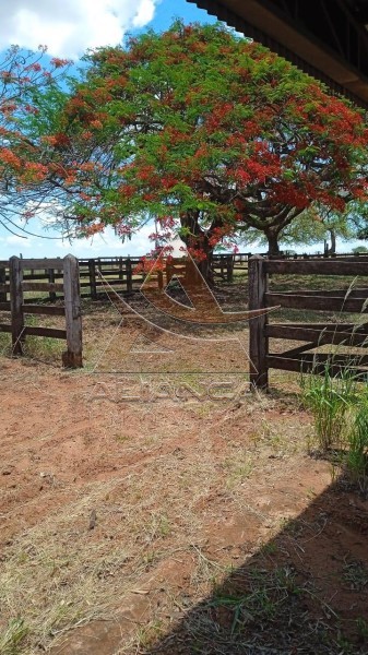Aliança Imóveis - Imobiliária em Ribeirão Preto - SP - Fazenda  - Zona Rural - Jales