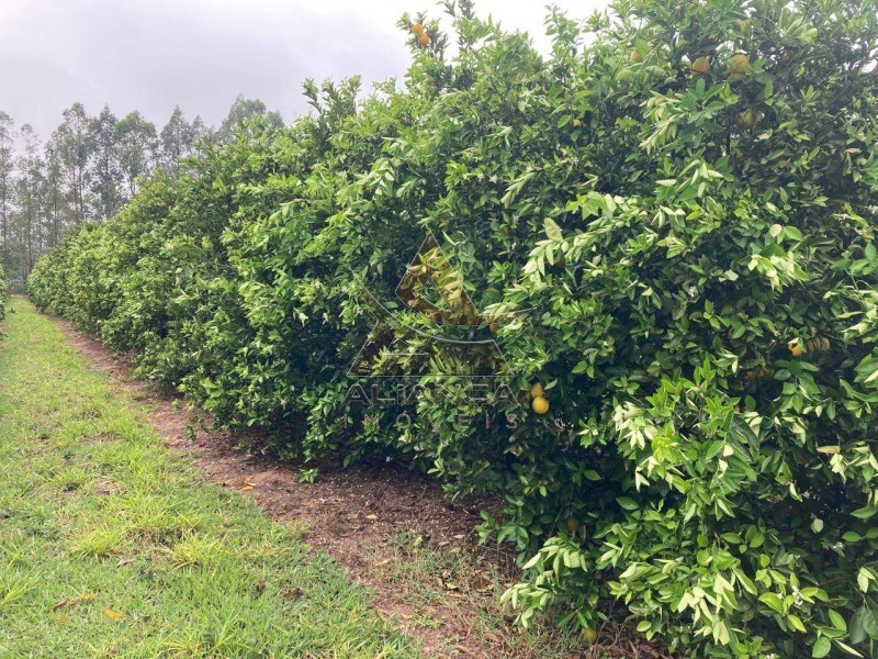 Aliança Imóveis - Imobiliária em Ribeirão Preto - SP - Fazenda  - Zona Rural  - Marília