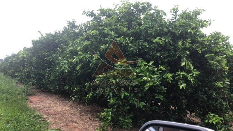 Aliança Imóveis - Imobiliária em Ribeirão Preto - SP - Fazenda  - Zona Rural  - Marília