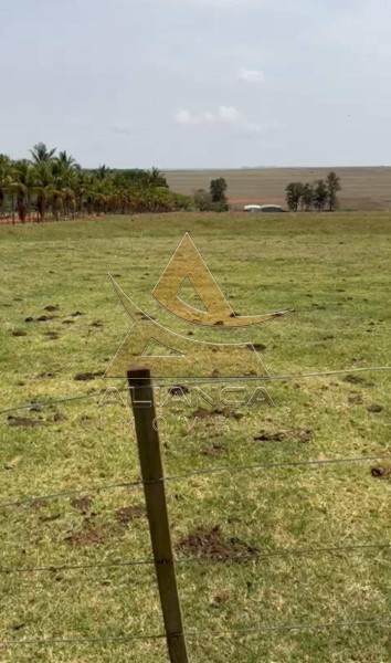 Aliança Imóveis - Imobiliária em Ribeirão Preto - SP - Fazenda  - Zona Rural - Marília