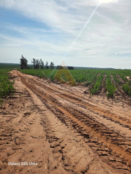 Aliança Imóveis - Imobiliária em Ribeirão Preto - SP - Fazenda  - Zona Rural - Echaporã