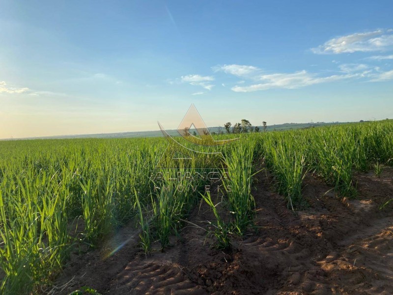 Aliança Imóveis - Imobiliária em Ribeirão Preto - SP - Fazenda  - Zona Rural - Echaporã