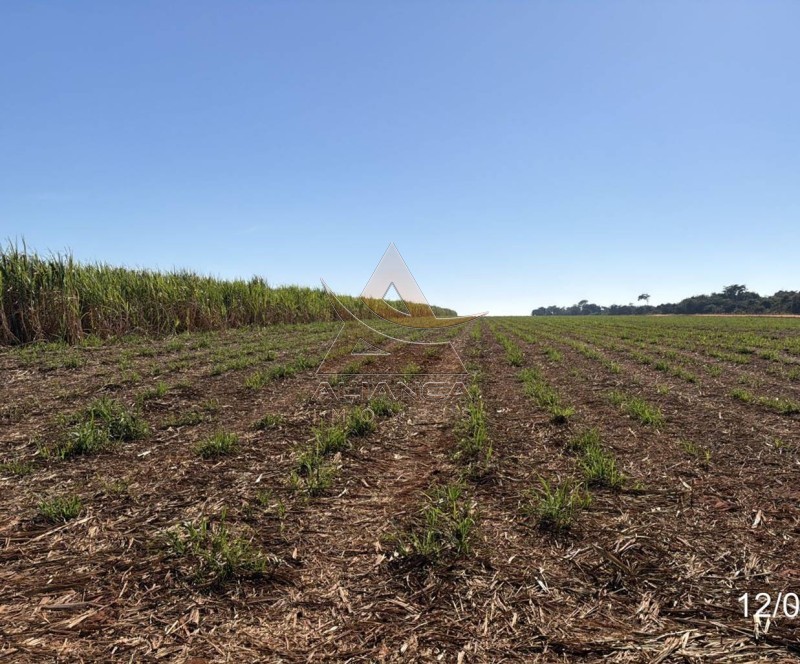 Aliança Imóveis - Imobiliária em Ribeirão Preto - SP - Fazenda  - Zona Rural - Colombia