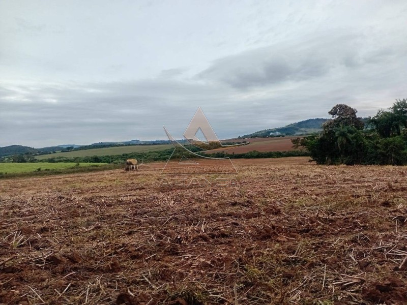 Aliança Imóveis - Imobiliária em Ribeirão Preto - SP - Sítio - Zona Rural  - Tambaú