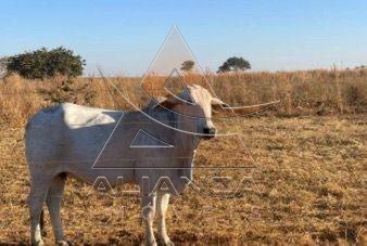Aliança Imóveis - Imobiliária em Ribeirão Preto - SP - Fazenda  - Zona Rural - Britânia