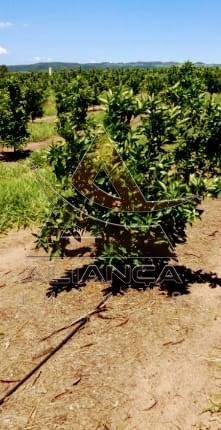 Aliança Imóveis - Imobiliária em Ribeirão Preto - SP - Fazenda  - Zona Rural - Itirapina