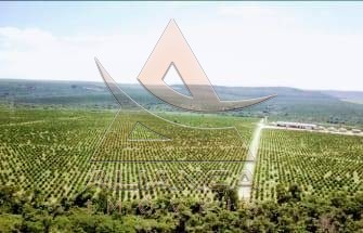 Aliança Imóveis - Imobiliária em Ribeirão Preto - SP - Fazenda  - Zona Rural - Itirapina