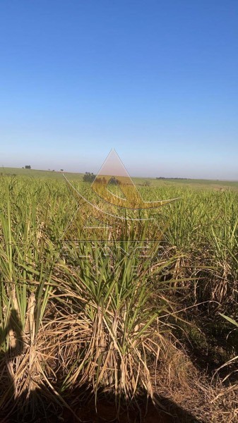Aliança Imóveis - Imobiliária em Ribeirão Preto - SP - Fazenda  - Zona Rural - Bariri