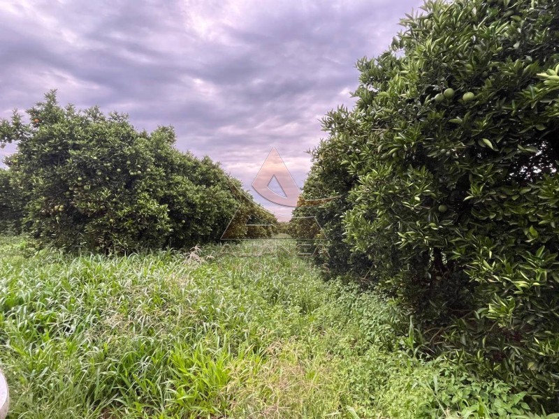 Aliança Imóveis - Imobiliária em Ribeirão Preto - SP - Fazenda  - Zona Rural - Angatuba