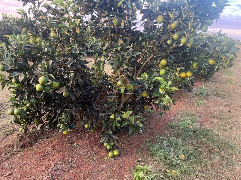 Aliança Imóveis - Imobiliária em Ribeirão Preto - SP - Fazenda  - Zona Rural - Angatuba