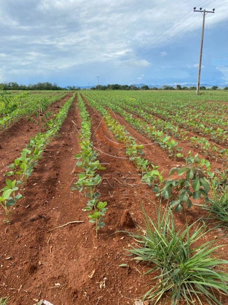 Aliança Imóveis - Imobiliária em Ribeirão Preto - SP - Fazenda  - Zona Rural - Niquelândia