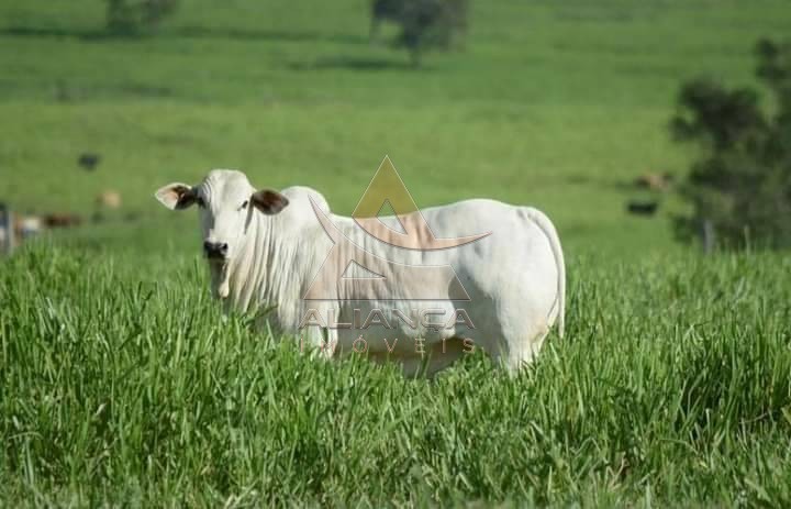 Aliança Imóveis - Imobiliária em Ribeirão Preto - SP - Fazenda  - Zona Rural - Lorena