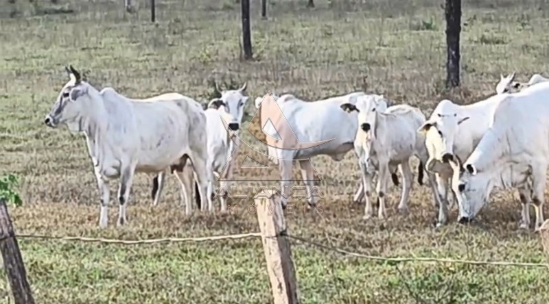 Aliança Imóveis - Imobiliária em Ribeirão Preto - SP - Fazenda  - Zona Rural - Natividade