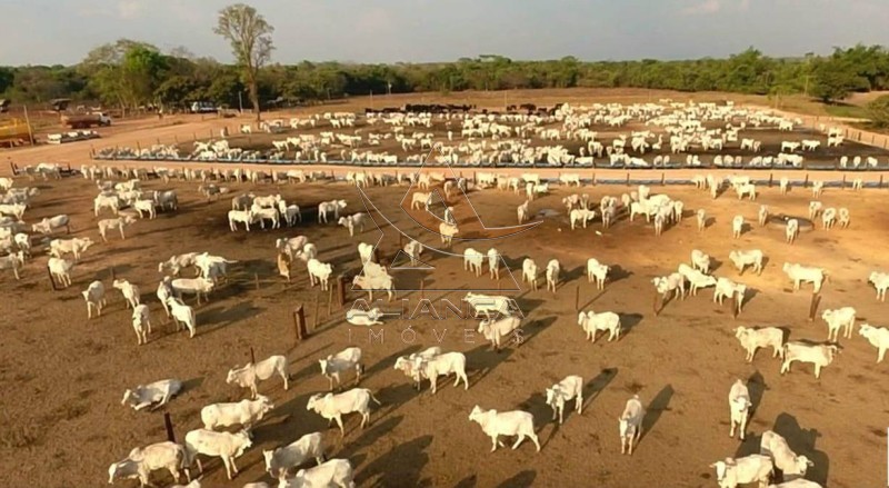 Aliança Imóveis - Imobiliária em Ribeirão Preto - SP - Fazenda  - Zona Rural - Miranorte