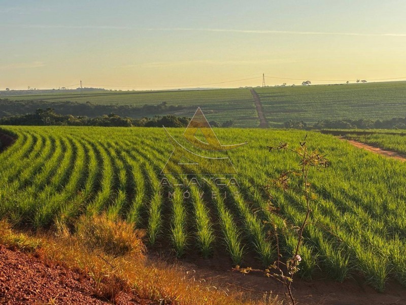 Aliança Imóveis - Imobiliária em Ribeirão Preto - SP - Fazenda  - Zona Rural - Prata