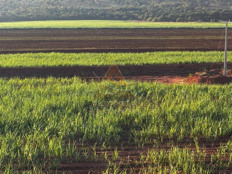 Aliança Imóveis - Imobiliária em Ribeirão Preto - SP - Fazenda  - Zona Rural - Prata