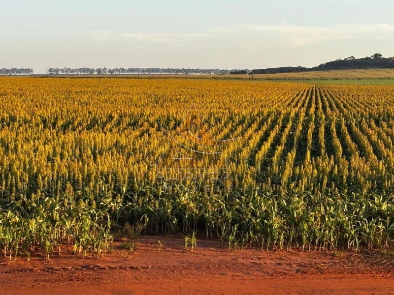 Aliança Imóveis - Imobiliária em Ribeirão Preto - SP - Fazenda  - Zona Rural - Prata